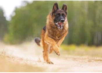 Street Dog on Rampage- Bites 4 People in Handwara