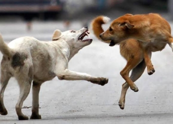 Stray Dog Menace Continues To Haunt Uri, 6 attacked in fresh strike