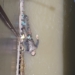 Body of a missing soldier fished out in Uri after 5 days