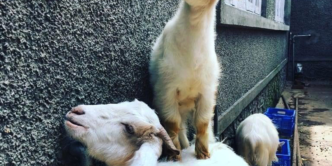 Amid COVID-19 pandemic, less takers for sacrificial animals in Kashmir this Eid