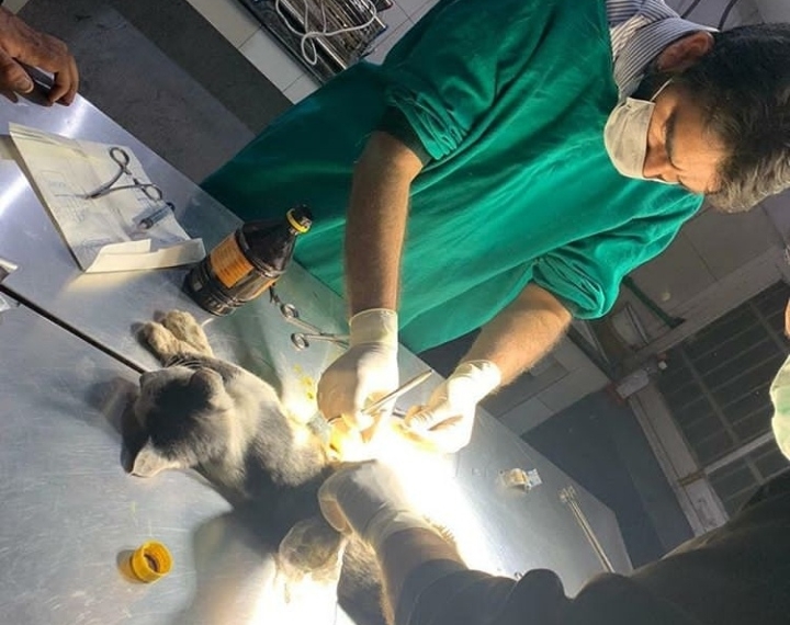 KASHMIR ANIMAL WELFARE FOUNDATION WITH A MISSION AND VISION TO HELP THE STREET ANIMALS IN THE BEST POSSIBLE WAY