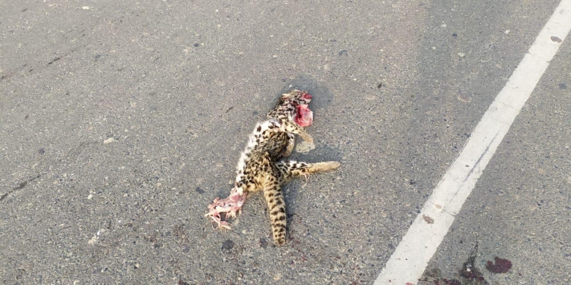 Cub found dead on Jmu-Sgr national highway in Anantnag