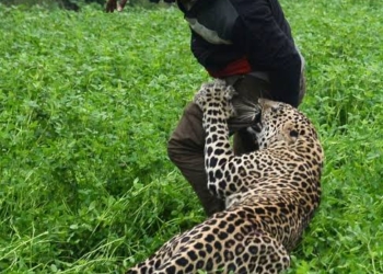 Leopard enters into house, family members rescued by villagers in Budgam