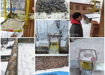 Feed the bird’s, love with Nature
