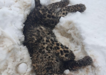 Leopard killed after killing nine sheep in Shopian