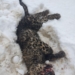 Leopard killed after killing nine sheep in Shopian