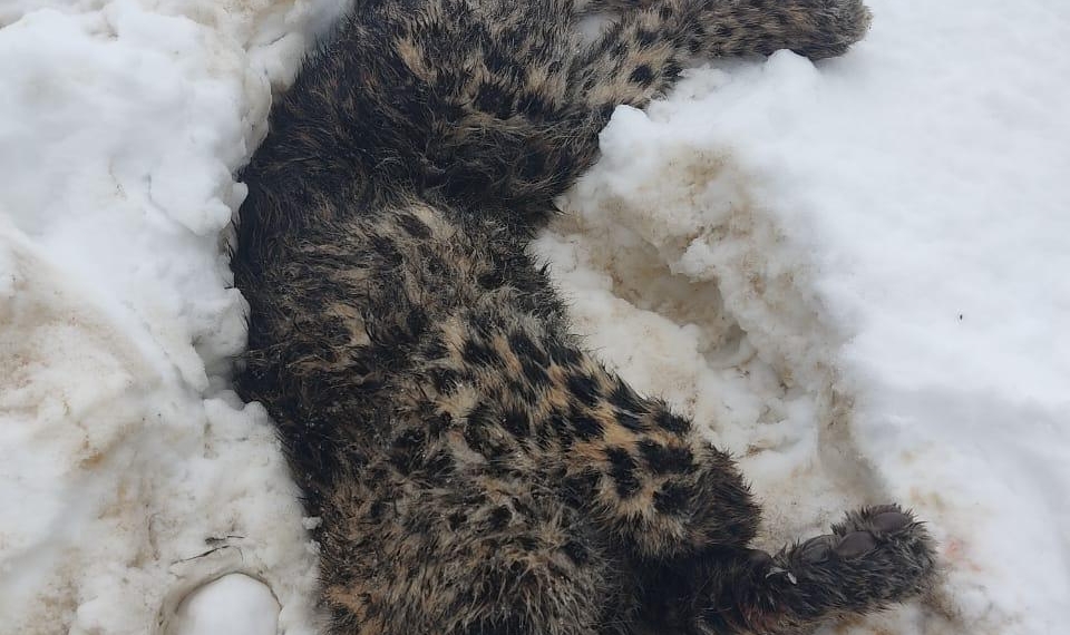 Leopard killed after killing nine sheep in Shopian