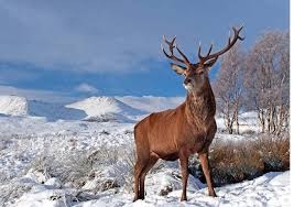 Wetlands are lungs of Valley; not dumping grounds: Div Com