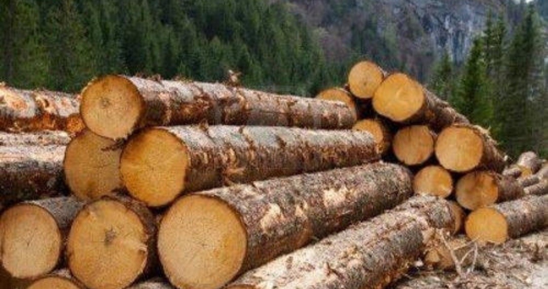 Forest Protection Force Seizes Illicit Timber In Anantnag