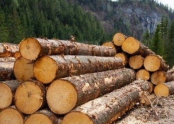 Forest Protection Force Seizes Illicit Timber In Anantnag
